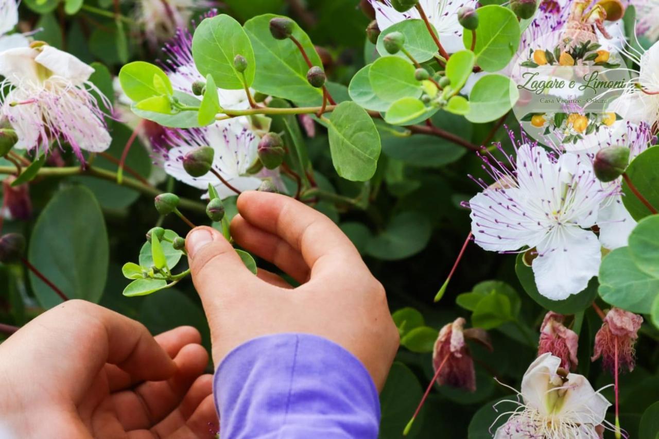 Appartamento Zagare E Limoni Ostuni Esterno foto